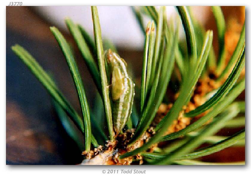 Image of Pine Whites