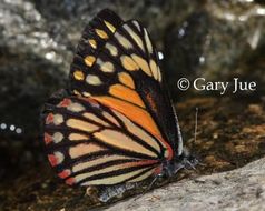 Image of Chiricahua White