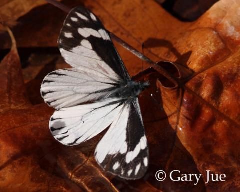 Image of Chiricahua White