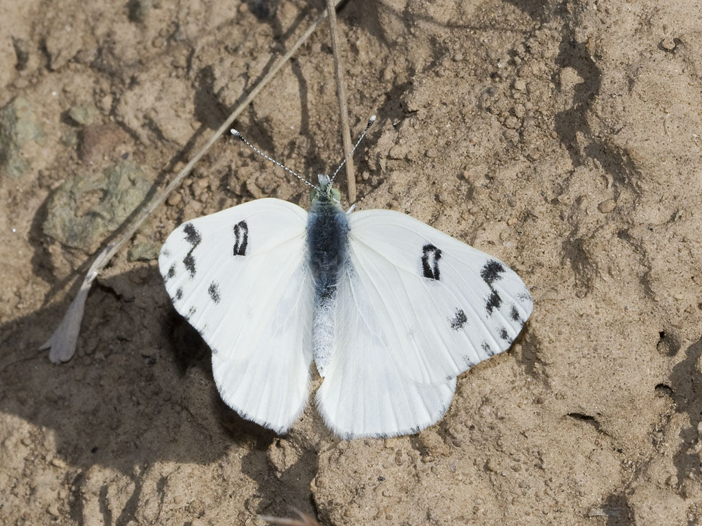 Image of Checkered Whites