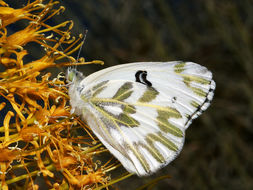 Image of Checkered Whites