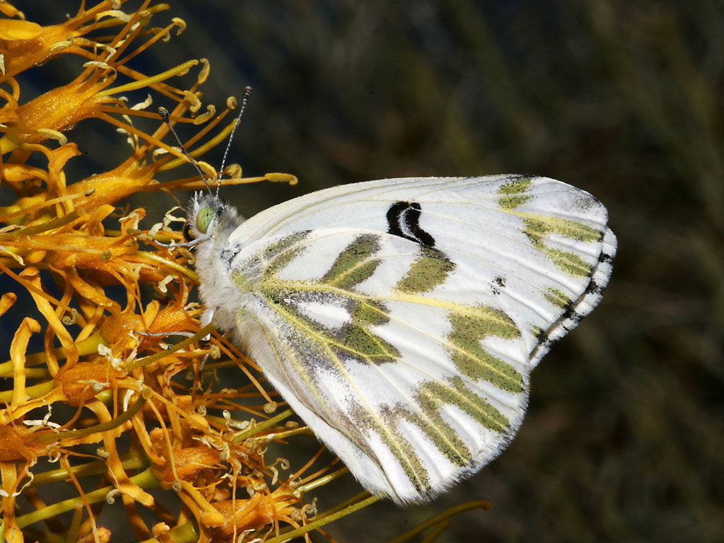 Image of Checkered Whites