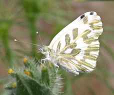 Image of Checkered Whites