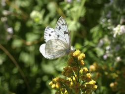 صورة Pontia occidentalis (Reakirt 1866)