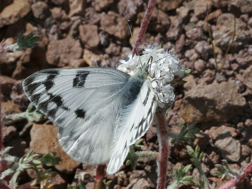 صورة Pontia occidentalis (Reakirt 1866)