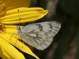 صورة Pontia occidentalis (Reakirt 1866)