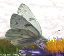 صورة Pontia occidentalis (Reakirt 1866)