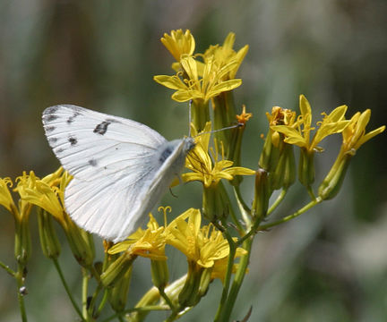 صورة Pontia occidentalis (Reakirt 1866)