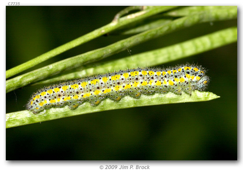 Image of Checkered White