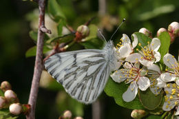 Image of Spring White