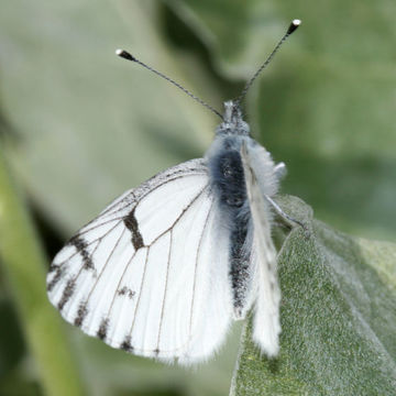 Image of Spring White