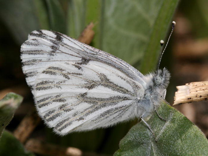 Image of Spring White
