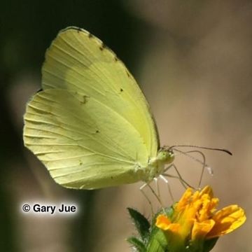 Image of Boisduvals Yellow