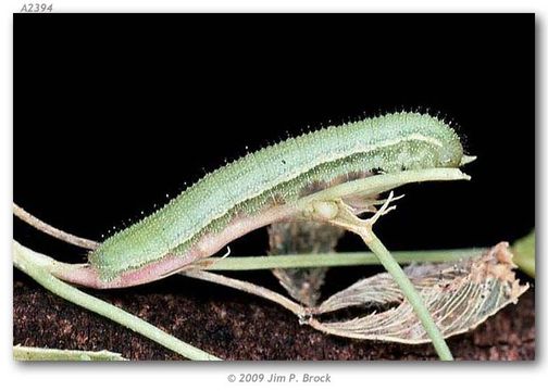 Image of Barred Yellow