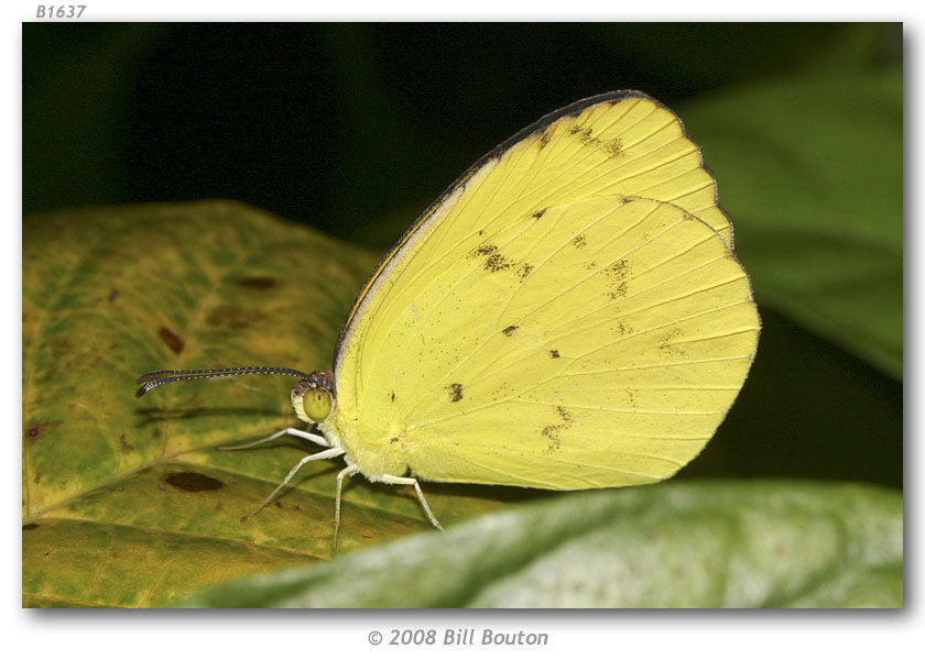 Image of Bush sulfur