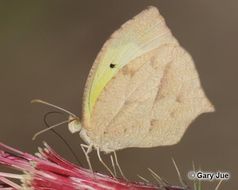 Image of Mexican Yellow