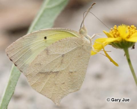 Image of Mexican Yellow