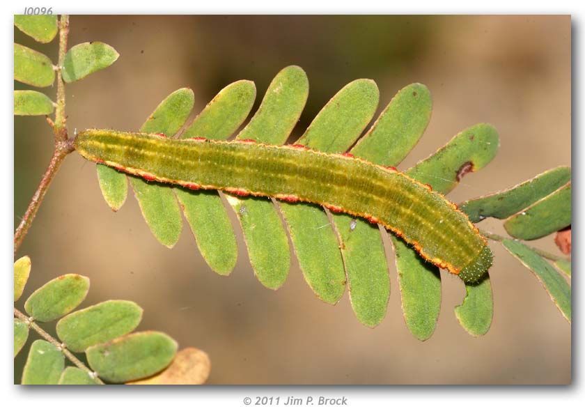 Image of Mexican Yellow