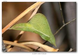 Image of Mexican Yellow