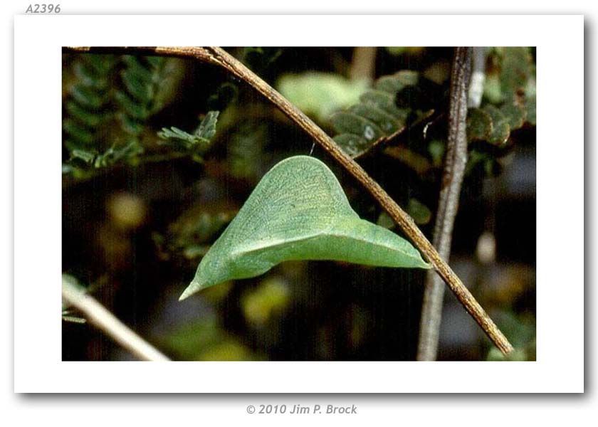 Image of Eurema