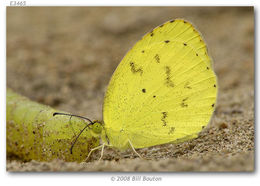 Image of Mimosa Yellow or Blacktip sulfur