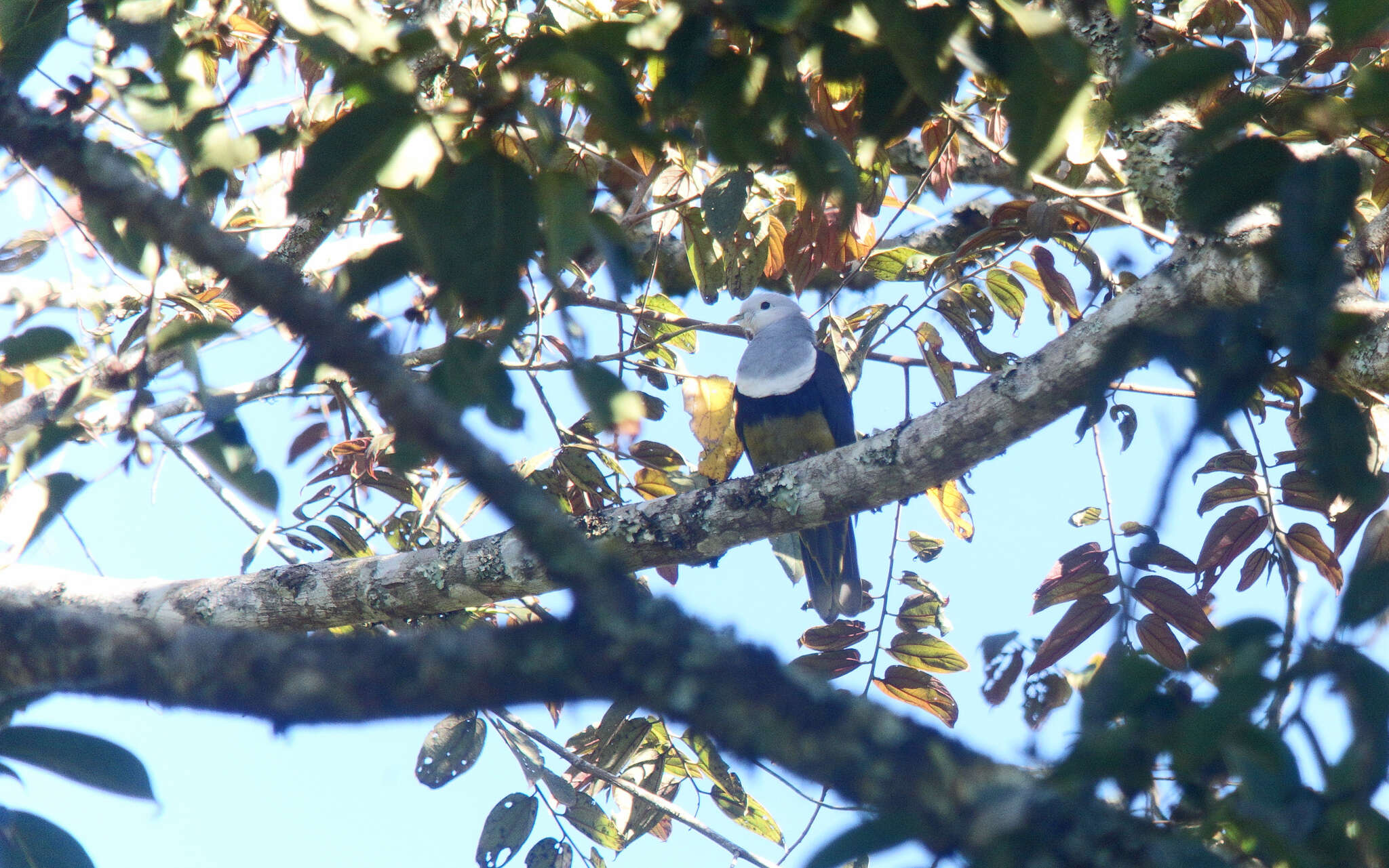 Image of Banded Fruit Dove