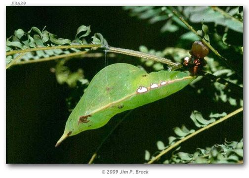 Image of Large Orange Sulphur