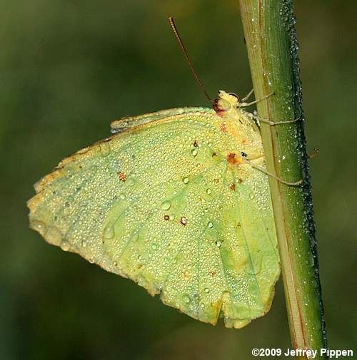 Image of Cloudless Sulphur