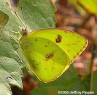 Image of Cloudless Sulphur