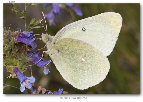 Colias alexandra Edwards 1863的圖片