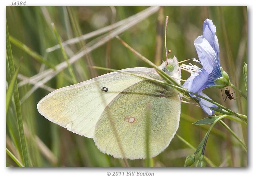 Image of Alexandra's Sulphur