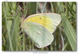 Image of Alexandra's Sulphur