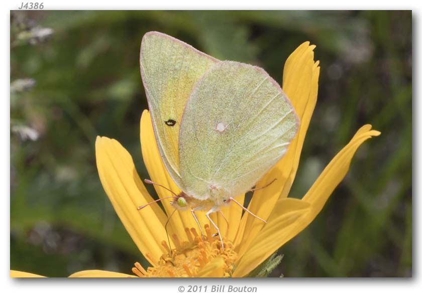 Image of Alexandra's Sulphur