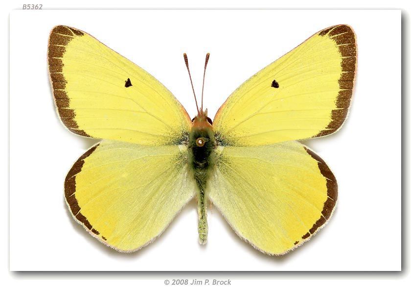 Image of Alexandra's Sulphur