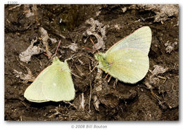 Image of Sierra Green Sulphur