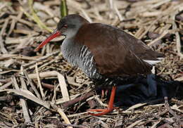 Image of African Rail