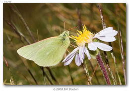 Image of Sierra Green Sulphur