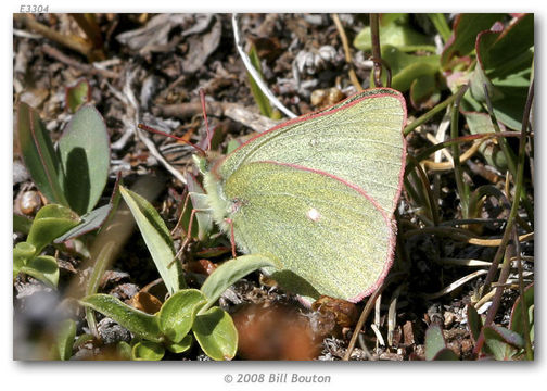 Image of Sierra Green Sulphur