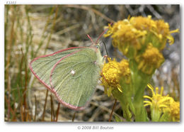 Image of Sierra Green Sulphur