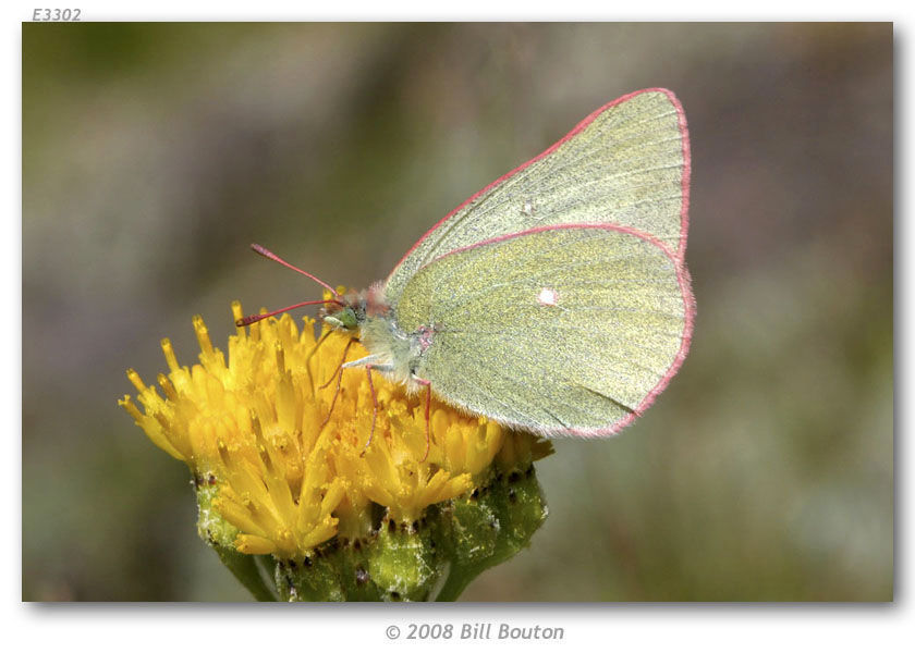 Image of Sierra Green Sulphur