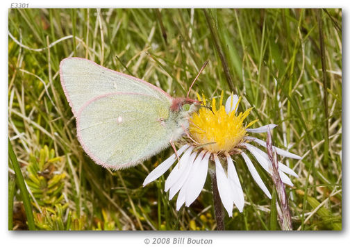 Image of Sierra Green Sulphur