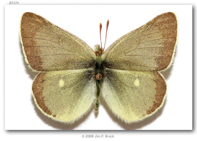 Image of Sierra Green Sulphur