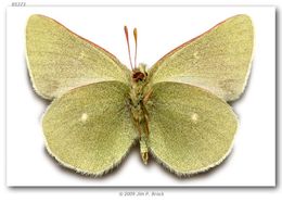 Image of Sierra Green Sulphur