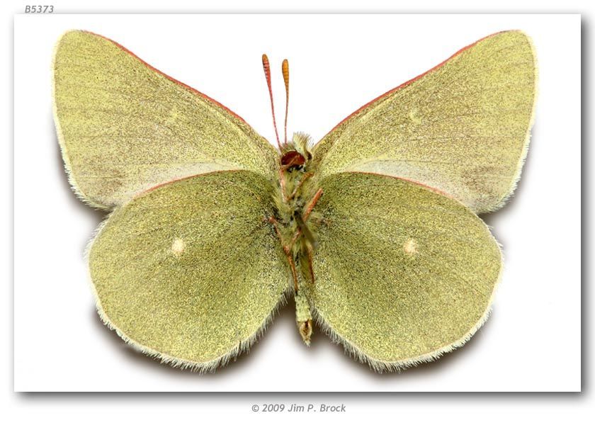 Image of Sierra Green Sulphur