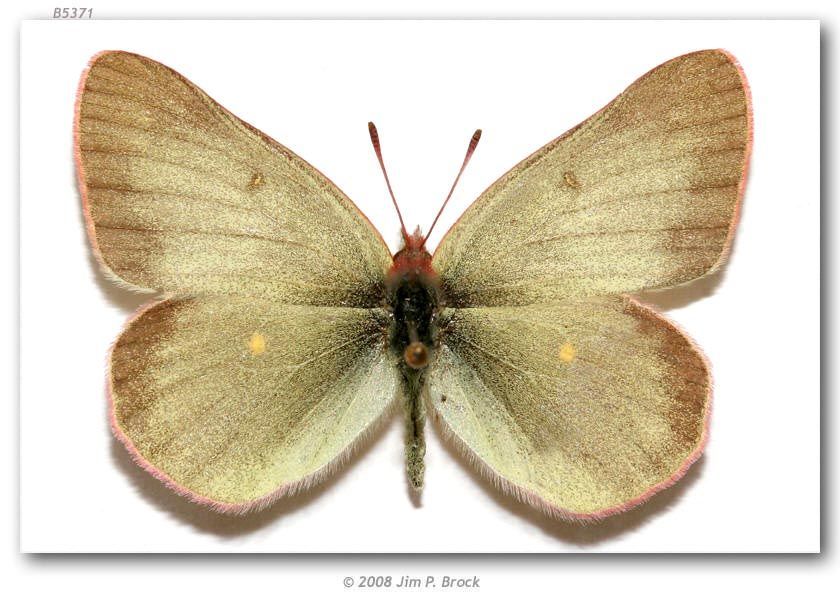 Image of Sierra Green Sulphur