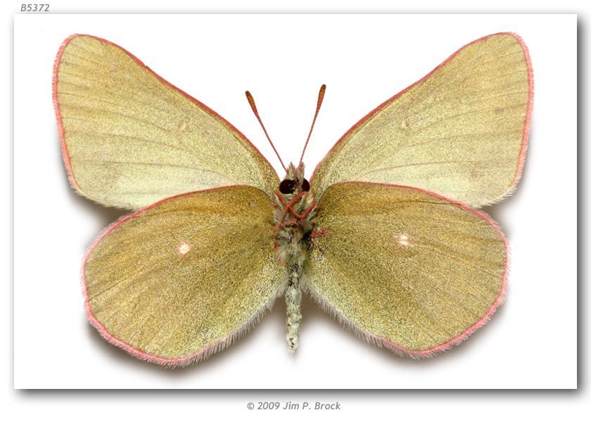 Image of Sierra Green Sulphur