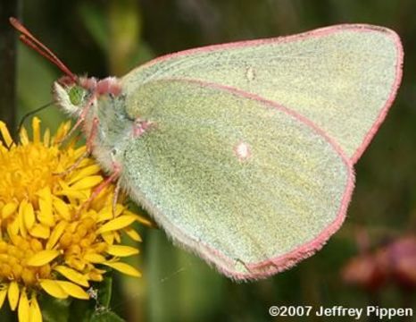 Imagem de Colias behrii Edwards 1863