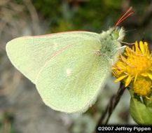 Image of Sierra Green Sulphur