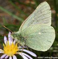 Image of Sierra Green Sulphur