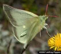 Image of Sierra Green Sulphur